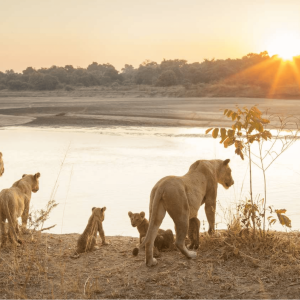 Proud-to-Protect-Lion-Sunet (1)